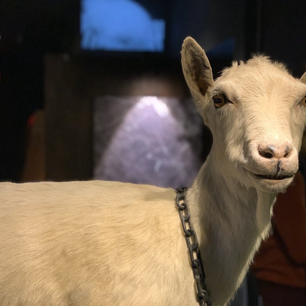 Learning the history of "Freckles" the Biosteel goat!