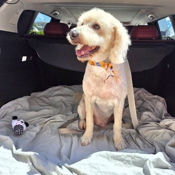 Barks and Bubbles Pet Grooming - Pet Groomers Near Me - La Puente, California