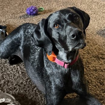 Malaherd Veterinary Hospital - Sweetest Tillie Mae - Veterinarians Near Me - Albuquerque, New Mexico Malaherd Veterinary Hospital - Sweetest Tillie Mae - Veterinarians Near Me - Albuquerque, New Mexico