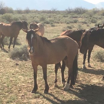KOLI Equestrian Center - Great beauty. - Venues & Event Spaces Near Me - Phoenix, Arizona
