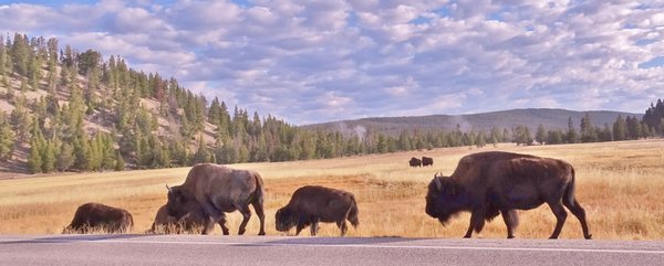 Lamar Valley by null