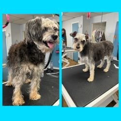 Wag On Wheels