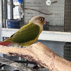 Birds Plus