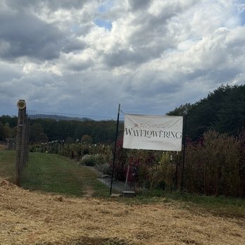 Thistlerock Mead - You-pick flowers - Meaderies Near Me - Charlottesville, Virginia Thistlerock Mead - You-pick flowers - Meaderies Near Me - Charlottesville, Virginia