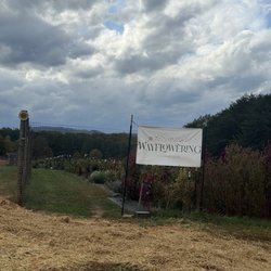 Thistlerock Mead - You-pick flowers