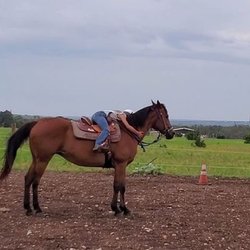 Bit & Bridle Boarding & Training Stables - Riding lessons loving on star