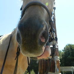 Whispering Creek Equestrian Center