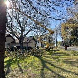 Timbertech - Large tree removal