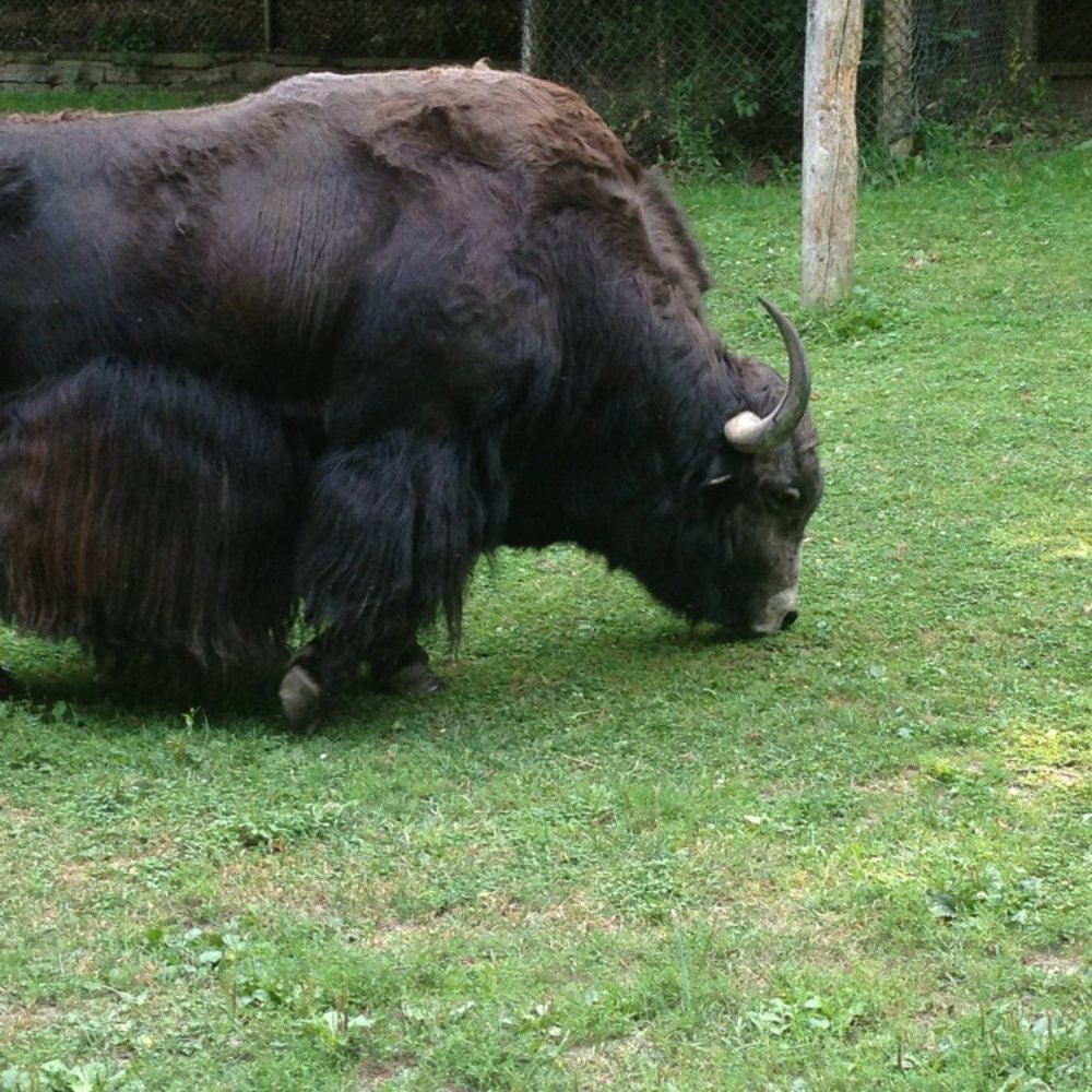 High Park Zoo - Zoos Near Me - Toronto, Ontario High Park Zoo - Zoos Near Me - Toronto, Ontario