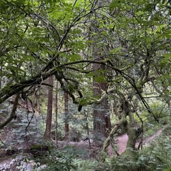 Steep Ravine Trail