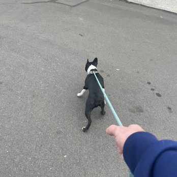 Ruff World Training - Day 1 puller - Pet Training Near Me Ruff World Training - Day 1 puller - Pet Training Near Me