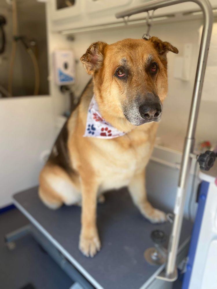 CURBSIDE CLIPS MOBILE DOG GROOMING Updated August 2024 181 Photos