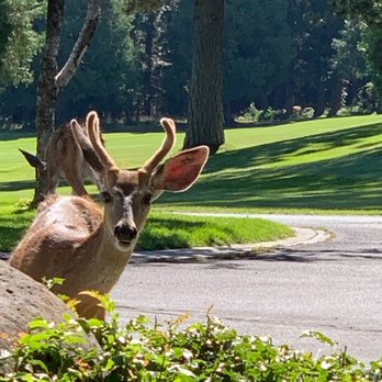 Lake Almanor West Golf Course - Golf Near Me - Chester, California