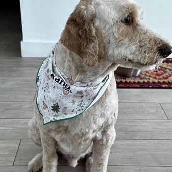 Kanu Pet - Leo after Kanu' treatment looking great - Pet Stores Near Me - Miami, Florida
