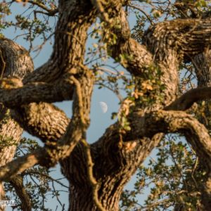 Guadalupe Oak Grove Park on Yelp