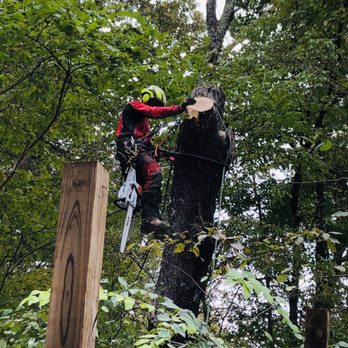 Pure Tree Care - Taking down a decayed maple. - Tree Services Near Me - Chapel Hill, North Carolina Pure Tree Care - Taking down a decayed maple. - Tree Services Near Me - Chapel Hill, North Carolina