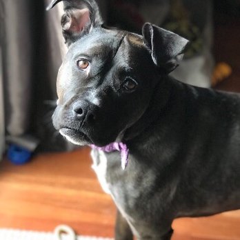 Chicago Pet Sitters - Dog Walkers Near Me