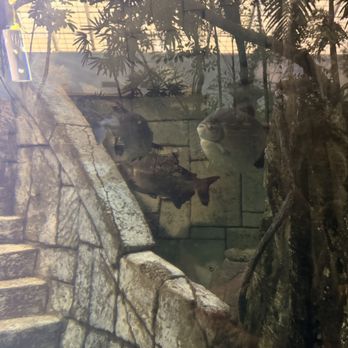 Shark Reef Aquarium at Mandalay Bay - Aquariums Near Me - Las Vegas, Nevada