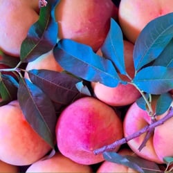 Fantasy Fruit