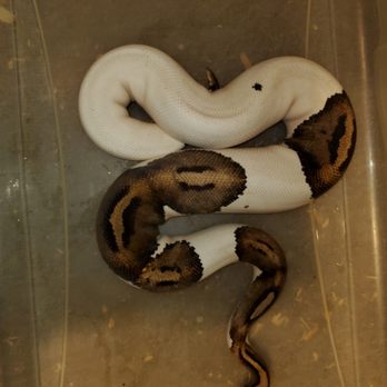 Deep Dark Reptiles - Pied - Reptile Shops Near Me