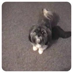 Margaret's Pet Care