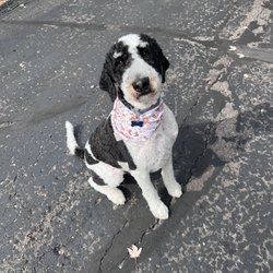 Scrubbers Dog Wash - Royal Oak - Large doodle