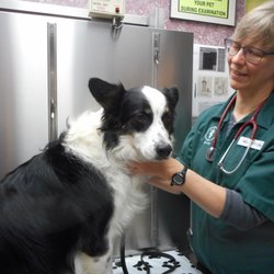 West Valley Animal Hospital - Doctor Martha Hatchett examining Dixie Belle.