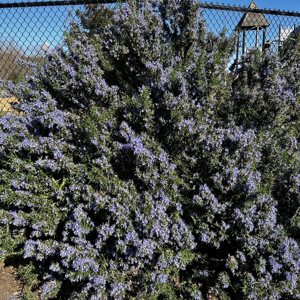Magic Mountain Playground - Parks Near Me - San Mateo, California