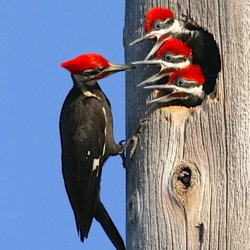 Wild Birds Unlimited - pileated woodpeckers