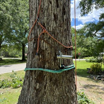 Total Tree Care - Tree Services Near Me Total Tree Care - Tree Services Near Me