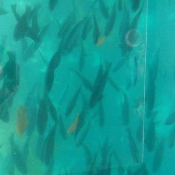 Glass Bottom Boat Tour - This is mostly what we saw. Not bad, but could have been a better variety. - Boat Tours Near Me - Avalon, California