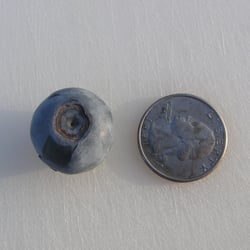 Large blueberry picked from Carter blueberry farm in early June, 2012