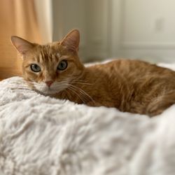 Romeo and Paws - Meow Meow