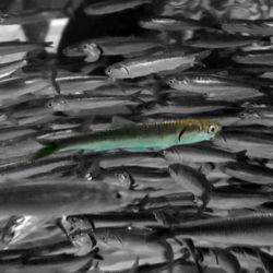 City of Monterey - Anchovies at the aquarium