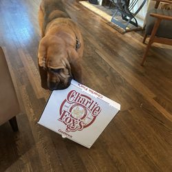 Charlie Fox's Pizza Geneva - Bloodhounds cannot resist the scent of a Charlie Fox's Pizza