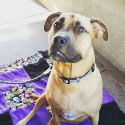 Patio is dog friendly, Brody comes with us every weekend.  He's quite the celebrity