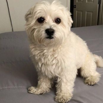 Paws Palace - Before & after pictures of my Full Dog Groom (Includes Haircut) - Pet Groomers Near Me - Santa Clara, California