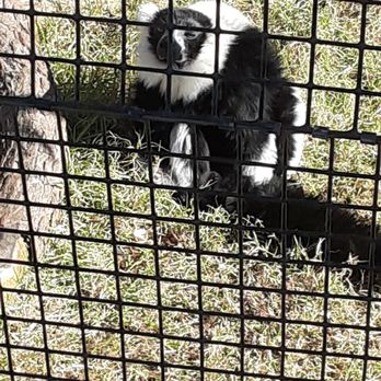 Tennessee Safari Park - These are happy guys - Parks Near Me - Alamo, Tennessee