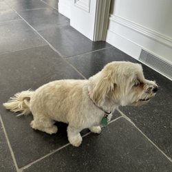 Woofward Ave Dog Grooming Giftly Email, Text or Print, 32823