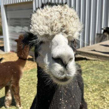 Smooth Alpaca Experience - Petting Zoos Near Me - Golden, Colorado Smooth Alpaca Experience - Petting Zoos Near Me - Golden, Colorado