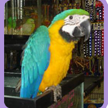 B.T.J.'s Jungle - Pet Stores Near Me - West Islip, New York B.T.J.'s Jungle - Pet Stores Near Me - West Islip, New York