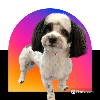 Wiggle Butts Grooming - Pet Groomers Near Me - Madison, Florida Wiggle Butts Grooming - Pet Groomers Near Me - Madison, Florida