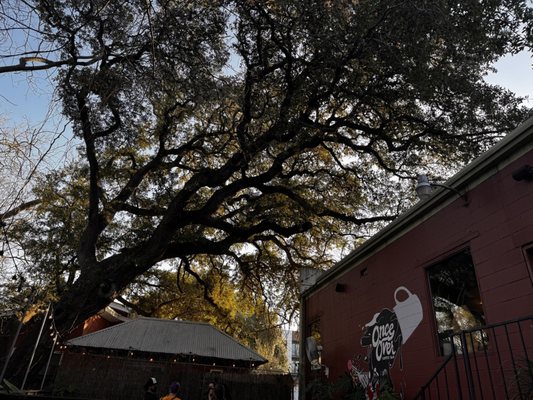 Once Over Coffee Bar by null