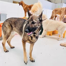 Scout with new friends