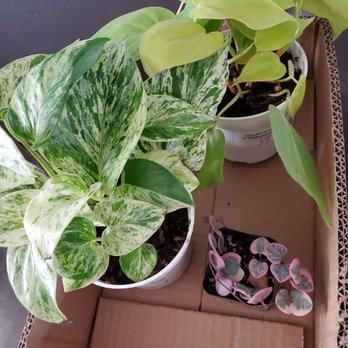 Blvd Nursery - Snow queen pothos, philodendron neon, variegated string of hearts - Nurseries & Gardening Near Me - Pasadena, California Blvd Nursery - Snow queen pothos, philodendron neon, variegated string of hearts - Nurseries & Gardening Near Me - Pasadena, California