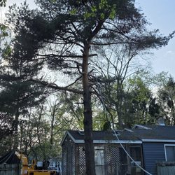 Saw It All Tree Worx