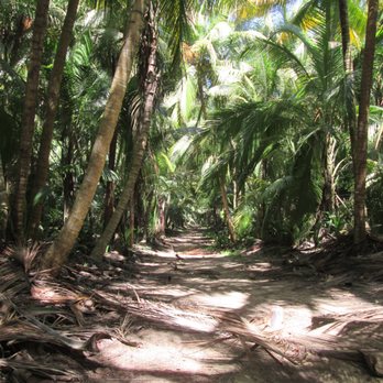 Humacao Nature Reserve - one of the reserve's biking/walking trails. nice and shaded to get out of the heat/sun. - Hiking Near Me - Bayamón, Puerto Rico
