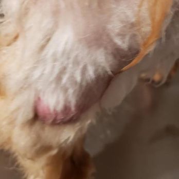 Groomit - Cut - Pet Groomers Near Me