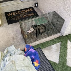 Traction Wildlife and Pest Control - Little possum spreading fleas everywhere