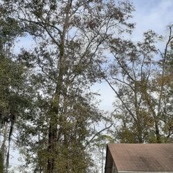 Big Branch Tree Service